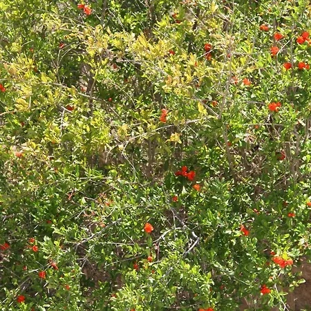 Aelbistan Hotel Didim