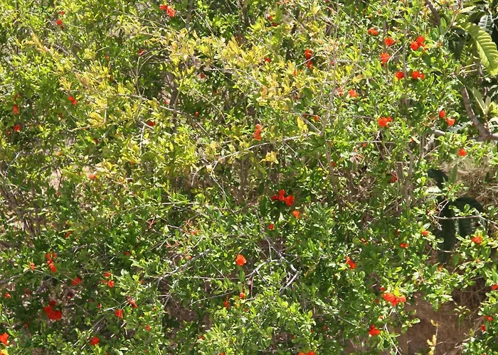 Aelbistan Отель Дидим